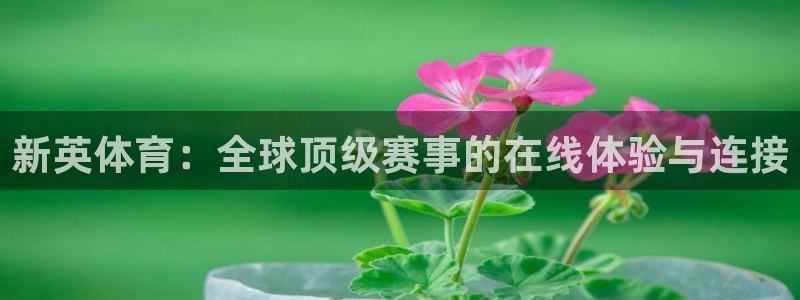 新英体育：全球顶级赛事的在线体验与连接